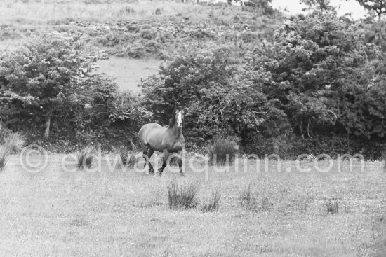 A grazing field on the Dublin mountains near Kilkee. Dublin 1963. Published in Quinn, Edward. James Joyces Dublin. Secker & Warburg, London 1974. - Photo by Edward Quinn