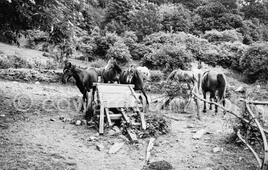 Horses near Dublin 1963. - Photo by Edward Quinn