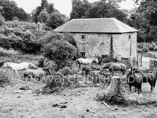 A horse farm on the Dublin mountains near Kilkee 1963. - Photo by Edward Quinn