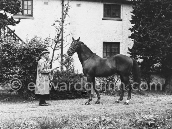Racehorse. Dublin 1963. - Photo by Edward Quinn