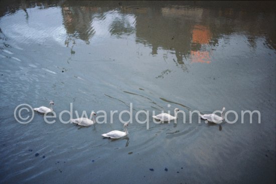 Swans riding seawards along the River Liffey. Dublin 1963. Published in Quinn, Edward. James Joyces Dublin. Secker & Warburg, London 1974. - Photo by Edward Quinn