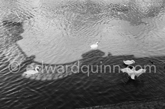 Swans on the River Liffey. Dublin 1963. Published in Quinn, Edward. James Joyces Dublin. Secker & Warburg, London 1974. - Photo by Edward Quinn