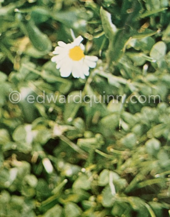 A daisy amongst the shamrock in the grounds of the customhouse. Dublin 1963. - Photo by Edward Quinn