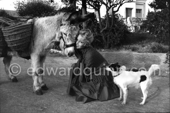 Brigitte Bardot Brigitte Bardot with a donkey and her mixed breed Guapa during filming of "Les bijoutiers du clair de lune" ("The Night Heaven Fell"). Studios de la Victorine, Nice 1958. - Photo by Edward Quinn