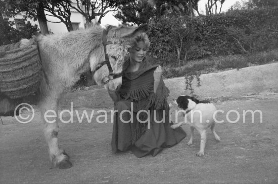 Brigitte Bardot with a donkey and her mixed breed Guapa during filming of "Les bijoutiers du clair de lune" ("The Night Heaven Fell"). Studios de la Victorine, Nice 1958. - Photo by Edward Quinn