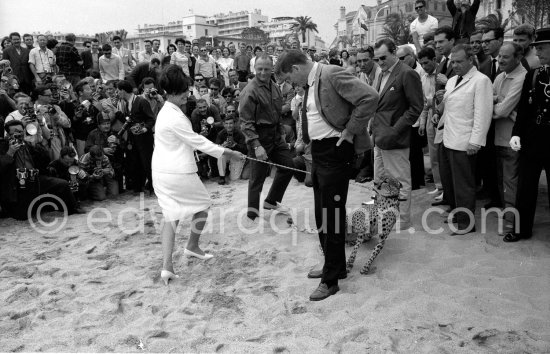 Several well known people were present at the Cannes Film Festival in 1963. Italian actress Claudia Cardinale, Luchino Visconti (right w. sunglasses) and Burt Lancaster. Most attention however was given to the leopard, heraldic animal in the film "Il Gattopardo". - Photo by Edward Quinn