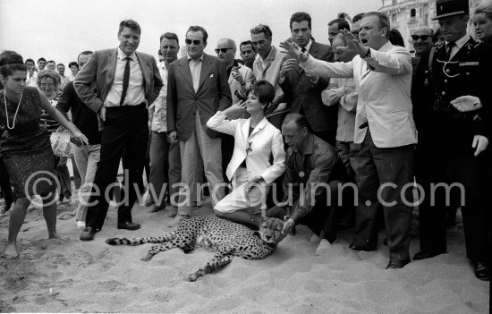 Several well known people were present at the Cannes Film Festival in 1963. Italian actress Claudia Cardinale, Luchino Visconti (left). Most attention however was given to the leopard, heraldic animal in the film "Il Gattopardo". - Photo by Edward Quinn