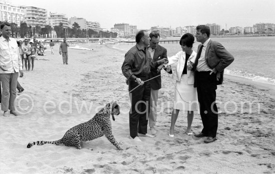 Several well known people were present at the Cannes Film Festival in 1963. Italian actress Claudia Cardinale, Luchino Visconti (above) and Burt Lancaster. Most attention however was given to the leopard, heraldic animal in the film "Il Gattopardo". - Photo by Edward Quinn