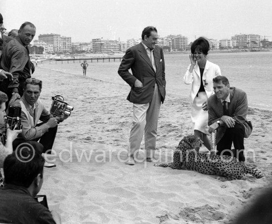 Several well known people were present at the Cannes Film Festival in 1963. Italian actress Claudia Cardinale, Luchino Visconti (left) and Burt Lancaster. Most attention however was given to the leopard, heraldic animal in the film "Il Gattopardo". - Photo by Edward Quinn