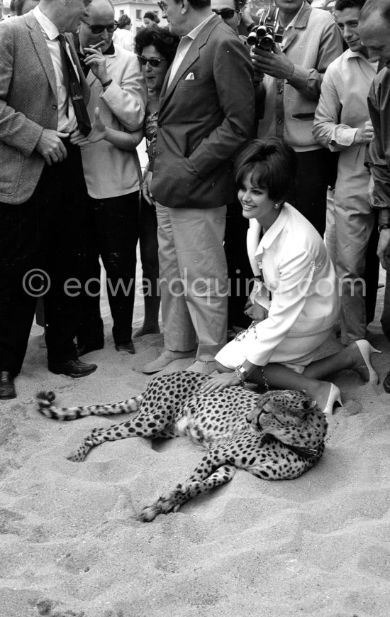 Claudia Cardinale and a leopard, heraldic animal in the film "Il Gattopardo". Cannes Film Festival in 1963 - Photo by Edward Quinn