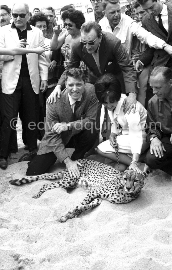 Several well known people were present at the Cannes Film Festival in 1963. Italian actress Claudia Cardinale, Luchino Visconti and Burt Lancaster. Most attention however was given to the leopard, heraldic animal in the film "Il Gattopardo". - Photo by Edward Quinn