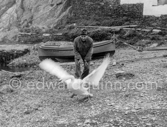 Salvador Dalí’s swans lived in front of his house. He used their feathers for his experimental painting work with a sea urchin. Portlligat, Cadaqués,1957. - Photo by Edward Quinn