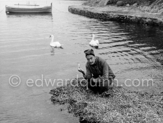 Spanish-Catalan surrealist painter Salvador Dalí’s swans lived in front of his house. He used their feathers for his experimental painting work with a sea urchin. Portlligat, Cadaqués,1957. - Photo by Edward Quinn