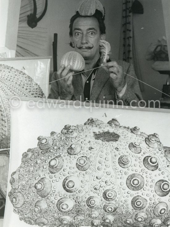 Salavador Salvador Dalí poses with some objects he has used in the study of the "oursin" (sea urchin) to help him in his efforts to obtain a painting done by a sea urchin using a swans\'s feather or a dry flower in the urchin\'s mouth. The two display boards show sea urchin fossiles. Portlligat, Cadaqués 1957. - Photo by Edward Quinn