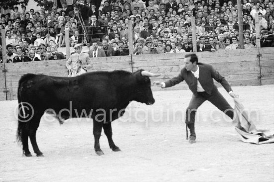 Bullfight put on in Picasso\'s honor (80th birthday). Luis Miguel Dominguin. The Bullfighters Dominguin and Domingo Ortega killed a bull but this was forbidden in France. Picasso paid the fine of 5000 Francs. Vallauris 29 Oct 1961. A bullfight Picasso attended (see "Picasso"). - Photo by Edward Quinn