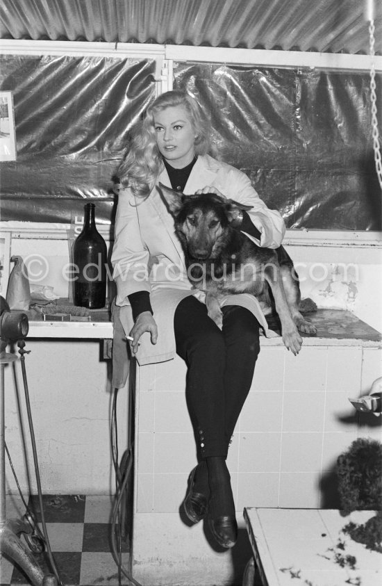 Swedish actress Anita Ekberg makes friends with a German Shepherd Dog at an animal shelter in Nice 1960. - Photo by Edward Quinn