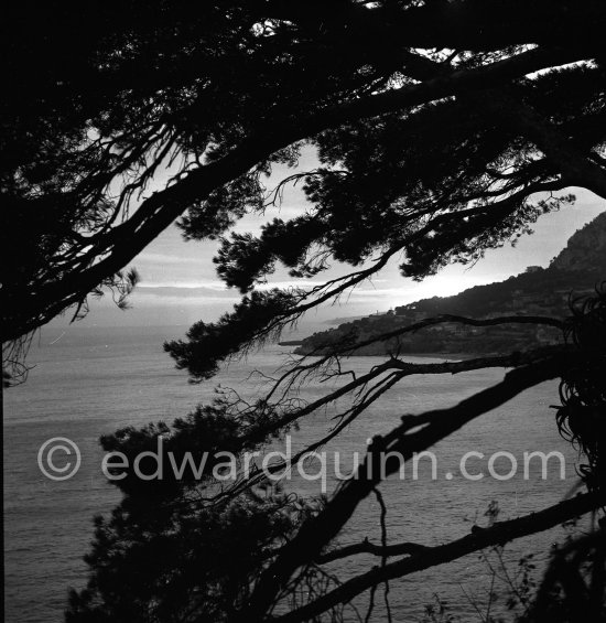 Mediterranean trees. Esterel. Riviera sights 1951. - Photo by Edward Quinn