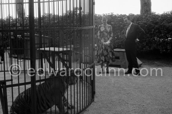 Grace Kelly’s first meeting with Prince Rainier, the man who would become her husband, 1955. To break the ice between two shy people it was decided they should go for a walk in the palace gardens. Prince Rainier brought Grace to his private zoo to show her his latest acquisition, a Bengal tiger. The couple were married in Monaco the following Year. Monaco 1955. - Photo by Edward Quinn
