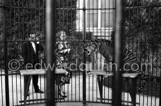 Grace Kelly’s first meeting with Prince Rainier, the man who would become her husband, 1955. To break the ice between two shy people it was decided they should go for a walk in the palace gardens. Prince Rainier brought Grace to his private zoo to show her his latest acquisition, a Bengal tiger. The couple were married in Monaco the following Year. Monaco 1955. - Photo by Edward Quinn