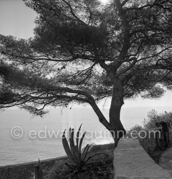 Mediterranean trees. Riviera sights 1951. - Photo by Edward Quinn