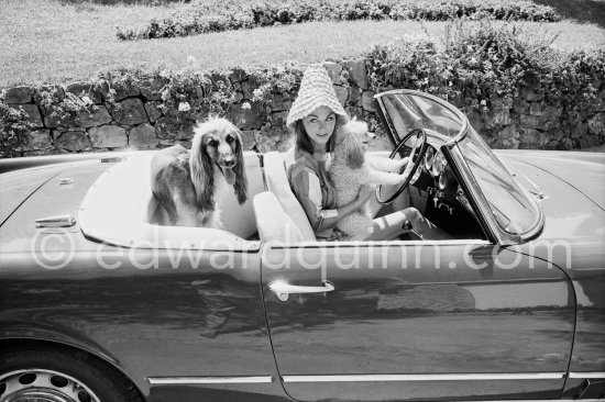 Some unexpected passengers, a Miniature Poodle and an Afghan Hound in the Alfa Romeo of David Niven and a special hat for his Swedish wife Hjordis Tersmeden. Saint-Jean-Cap-Ferrat 1961. Car: Alfa Romeo 2000 Spider Touring 1959. - Photo by Edward Quinn