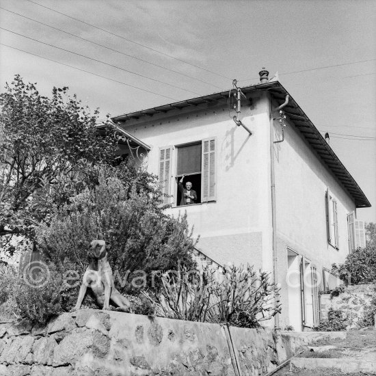 Pablo Picasso at a window of La Galloise in Vallauris. Pablo Picasso bought this house of a horticulturalist in 1948. He waited patiently until the restless boxer dog Jan moved into the camera\'s range. Jan was quite friendly when one was inside the house, but it was always very difficult to get through the garden without one\'s trouser leg behind tugged. Vallauris 1953. - Photo by Edward Quinn