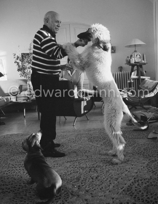 Pablo Picasso with his Afghan dog Kaboul and dachshund Lump. Partly hidden his wife Jacqueline. Mas Notre-Dame-de-Vie, Mougins 14.2.1962. - Photo by Edward Quinn