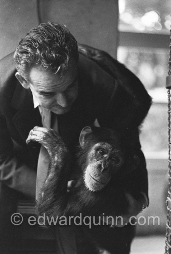 Prince Rainier and his 3-year-old chimpanzee Tanagra at his wintering grounds inside a greenhouse at the palace. During summertime, the ape lived outdoors. Monaco-Ville 1954. - Photo by Edward Quinn