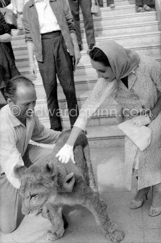 Liz Taylor and Mike Todd. A large lion cub was one of the more exotic guests invited by Mike Todd to the gala supper he hosted following the screening of "Around the World in 80 Days". Cannes 1957. - Photo by Edward Quinn