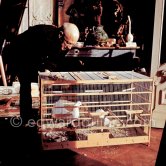Picasso with his doves which live in a birdcage in his studio. La Californie, Cannes 1956. - Photo by Edward Quinn