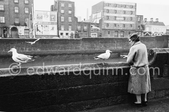 Seagulls feed at the river Liffey near Rory O\'More Bridge. Dublin 1963. - Photo by Edward Quinn