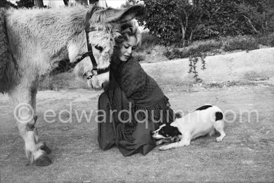 Brigitte Bardot with a donkey and her mixed breed Guapa during filming of "Les bijoutiers du clair de lune" ("The Night Heaven Fell"). Studios de la Victorine, Nice 1958. - Photo by Edward Quinn