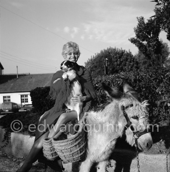 Brigitte Bardot with a donkey and her mixed breed Guapa during filming of "Les bijoutiers du clair de lune" ("The Night Heaven Fell"). Studios de la Victorine, Nice 1958. - Photo by Edward Quinn