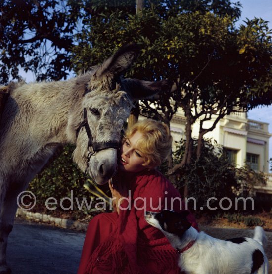 Brigitte Bardot with a donkey and her mixed breed Guapa during filming of "Les bijoutiers du clair de lune" ("The Night Heaven Fell"). Studios de la Victorine, Nice 1958. - Photo by Edward Quinn