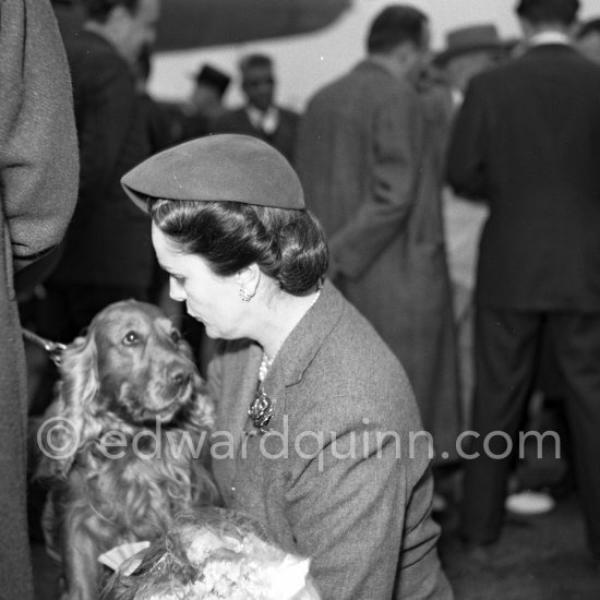 After a long absence in India and Iran the Begum Aga Khan was delighted to be greeted by her beautiful spaniel. Nice Airport, March 17, 1952. - Photo by Edward Quinn