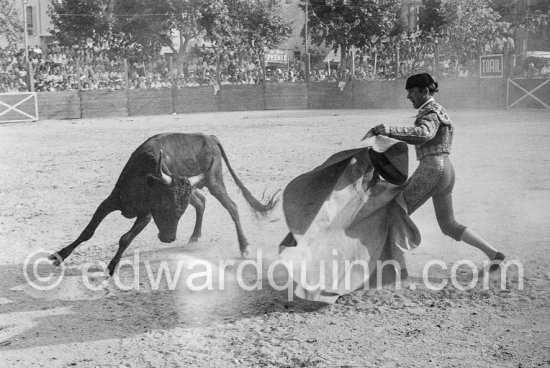 Bullfight scenes at the corrida put on in Picasso's honor. Vallauris 1955. A bullfight Picasso attended (see "Picasso"). - Photo by Edward Quinn