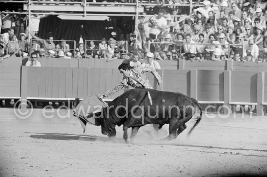 Paco Camino, Fréjus 1965. A bullfight Picasso attended (see "Picasso"). - Photo by Edward Quinn