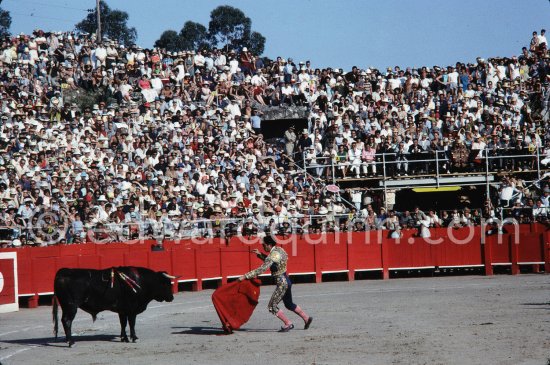 Paco Camino, Fréjus 1965. A bullfight Picasso attended (see "Picasso"). - Photo by Edward Quinn