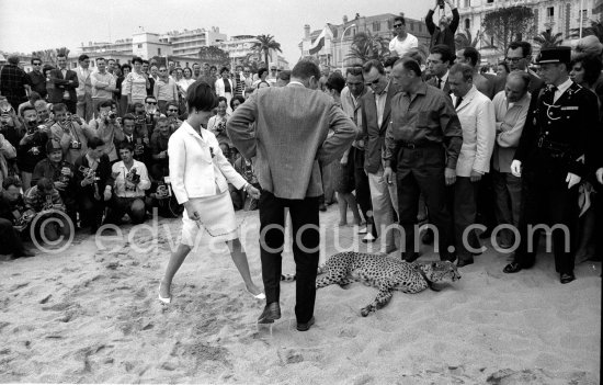 Several well known people were present at the Cannes Film Festival in 1963. Italian actress Claudia Cardinale, Luchino Visconti (right w. sunglasses) and Burt Lancaster. Most attention however was given to the leopard, heraldic animal in the film "Il Gattopardo". - Photo by Edward Quinn