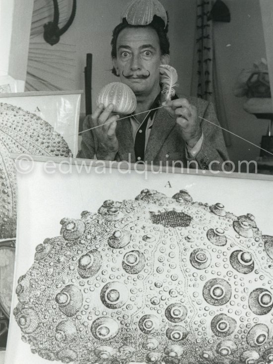 Salavador Salvador Dalí poses with some objects he has used in the study of the "oursin" (sea urchin) to help him in his efforts to obtain a painting done by a sea urchin using a swans's feather or a dry flower in the urchin's mouth. The two display boards show sea urchin fossiles. Portlligat, Cadaqués 1957. - Photo by Edward Quinn