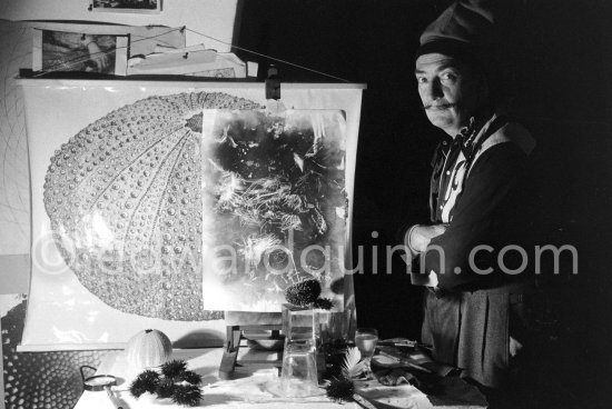 Salvador Dalí shows the set up from which he hopes to obtain a painting: A sea urchin is placed on an overturned inkwell glass and in its mouth, the "Aristotle's lantern", he puts a swan’s feather or here a light dried up flower. The object is allowed to slightly touch a sheet of blackened paper. The movements then made by the sea urchin are traced on the paper. The display board shows a sea urchin fossile. At Dalí's house, Portlligat, Cadaqués 1957. - Photo by Edward Quinn