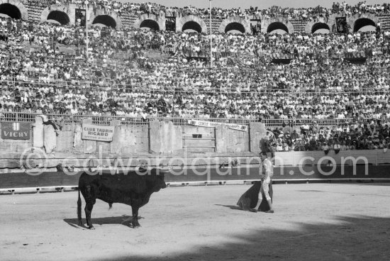 Bullfight (corrida de toros, tauromaquia): Luis Miguel Dominguin. Arles 1960. A bullfight Picasso attended (see "Picasso"). - Photo by Edward Quinn