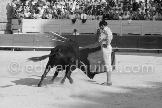 Luis Miguel Dominguin. Arles 1960. A bullfight Picasso attended (see "Picasso"). - Photo by Edward Quinn