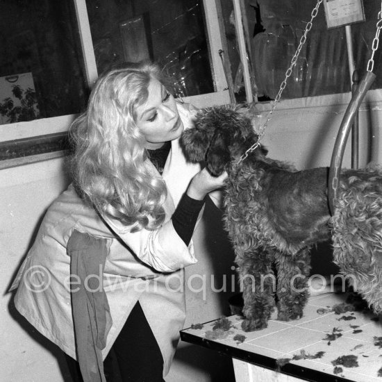 Swedish actress Anita Ekberg caressing a Poodle at an animal shelter in Nice 1960. - Photo by Edward Quinn