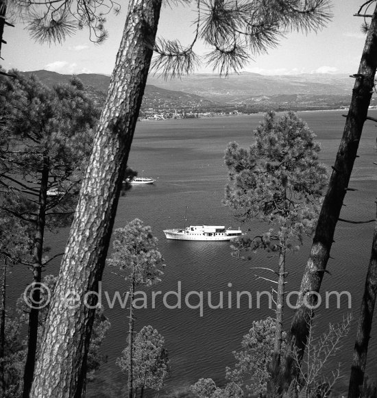Mediterranean trees. Probably Esterel Massif, 1951. - Photo by Edward Quinn