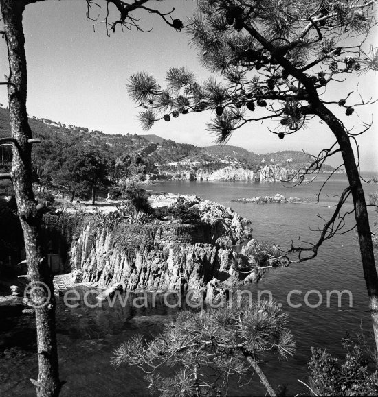 Mediterranean trees. Probably Esterel massif 1951. - Photo by Edward Quinn