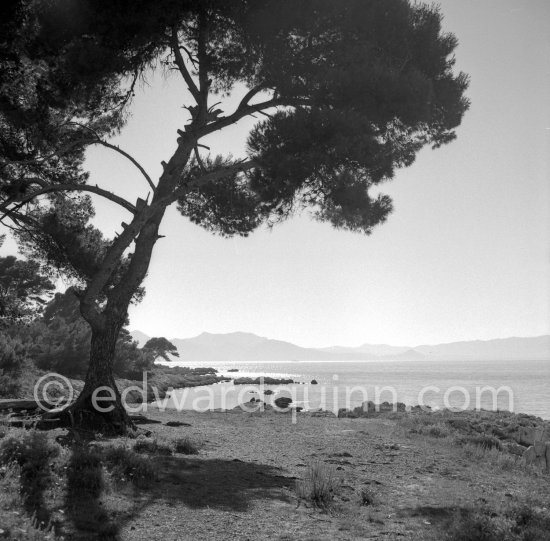 Mediterranean trees. Esterel massif about 1954. - Photo by Edward Quinn