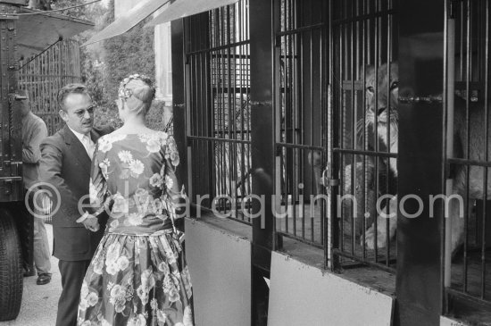 Grace Kelly’s first meeting with Prince Rainier, the man who would become her husband, 1955. To break the ice between two shy people it was decided they should go for a walk in the palace gardens. Prince Rainier brought Grace to his private zoo to show her his latest acquisition, a Bengal tiger. The couple were married in Monaco the following Year. Monaco 1955. - Photo by Edward Quinn