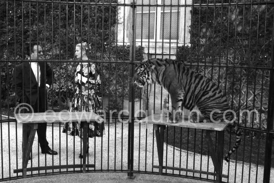 Grace Kelly’s first meeting with Prince Rainier, the man who would become her husband, 1955. To break the ice between two shy people it was decided they should go for a walk in the palace gardens. Prince Rainier brought Grace to his private zoo to show her his latest acquisition, a Bengal tiger. The couple were married in Monaco the following Year. Monaco 1955. - Photo by Edward Quinn