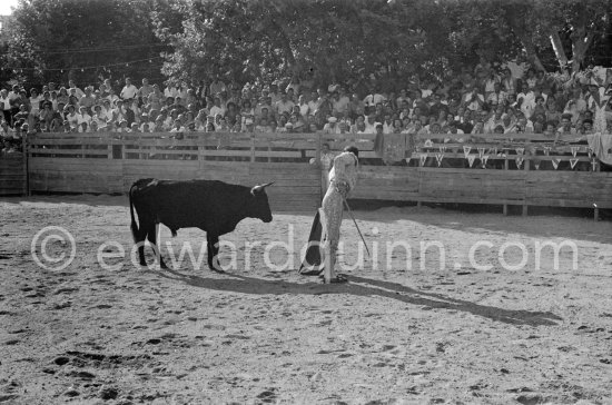 Pepe Luis Marca, Spanish bullfighter, in action during the bullfight which Picasso organized at Vallauris. Vallauris 1954. A bullfight Picasso attended (see "Picasso"). - Photo by Edward Quinn